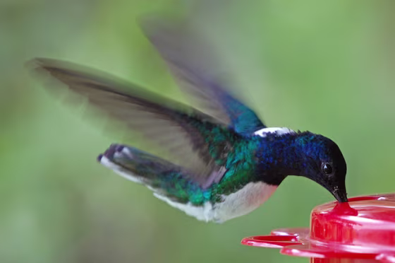 The new study altered scientists' understanding of trait evolution. Some diurnal birds such as the White-necked Jacobin, shown, evolved from noctural ancestors.